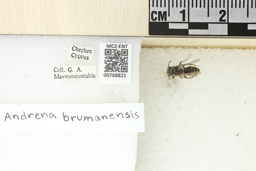Andrena brumanensis image