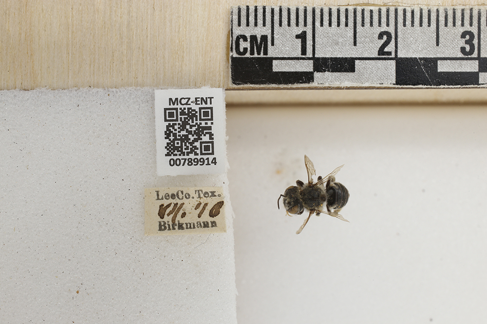 Megachile brevis image