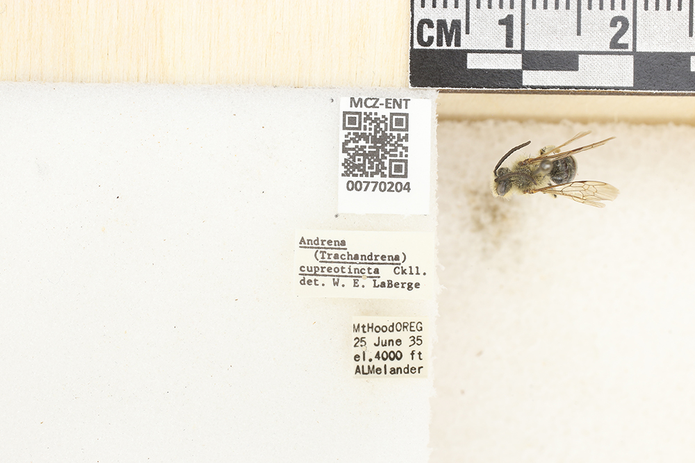Andrena cupreotincta image