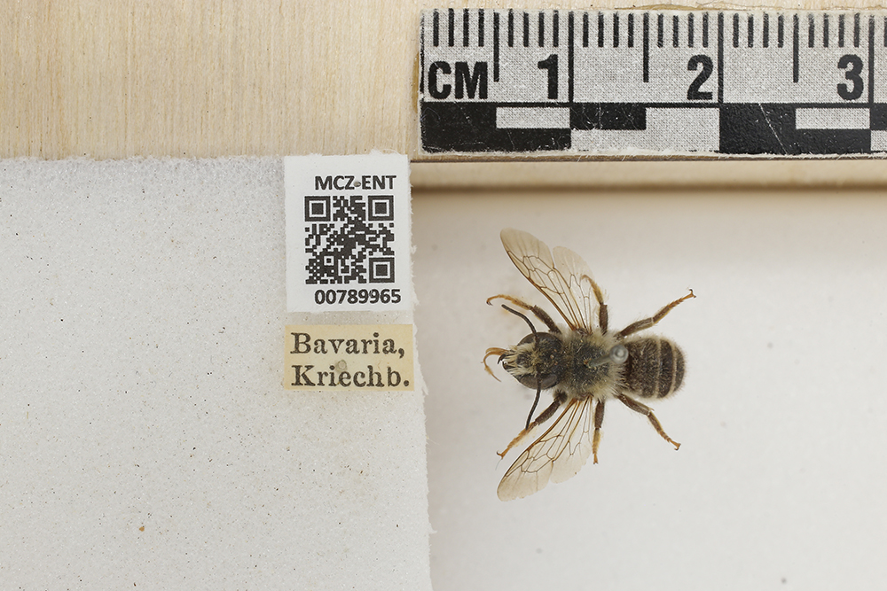Megachile ericetorum image