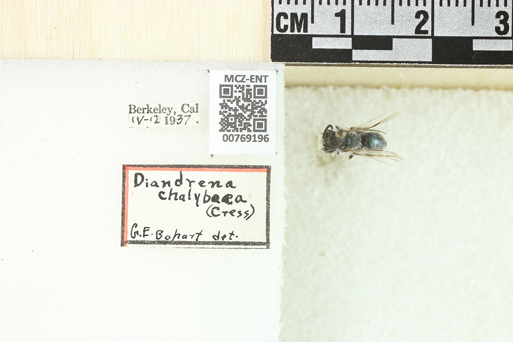 Andrena chalybaea image
