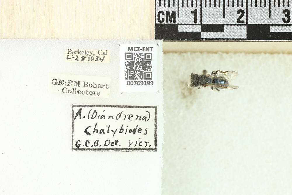 Andrena chalybioides image