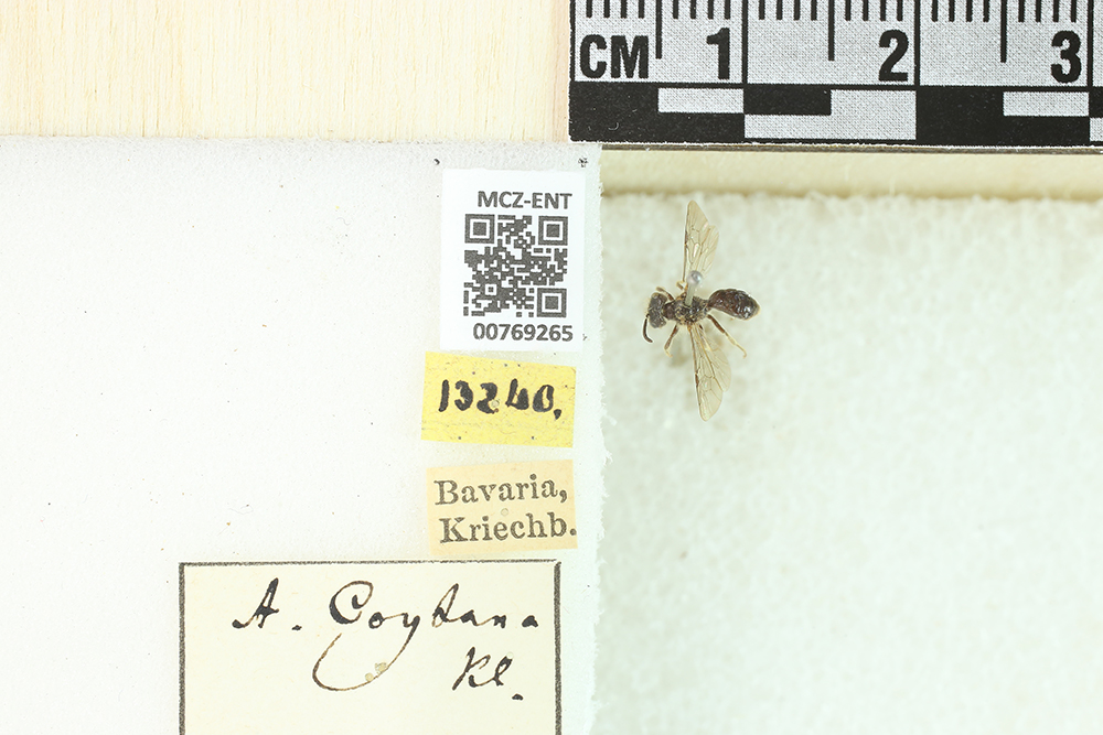 Andrena coitana image