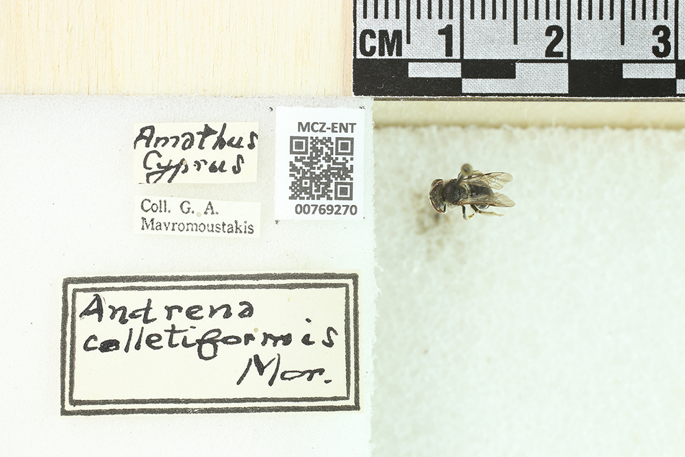 Andrena colletiformis image