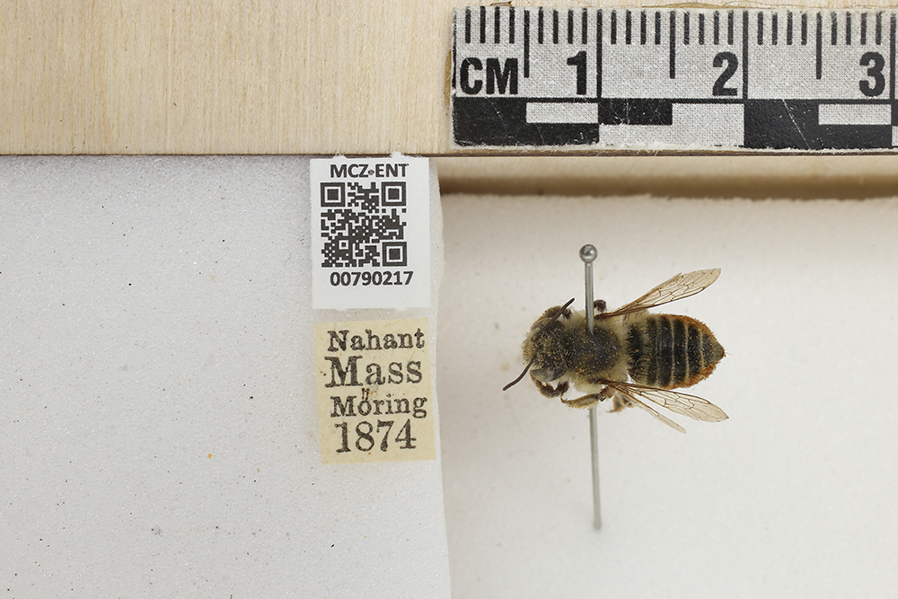 Megachile latimanus image