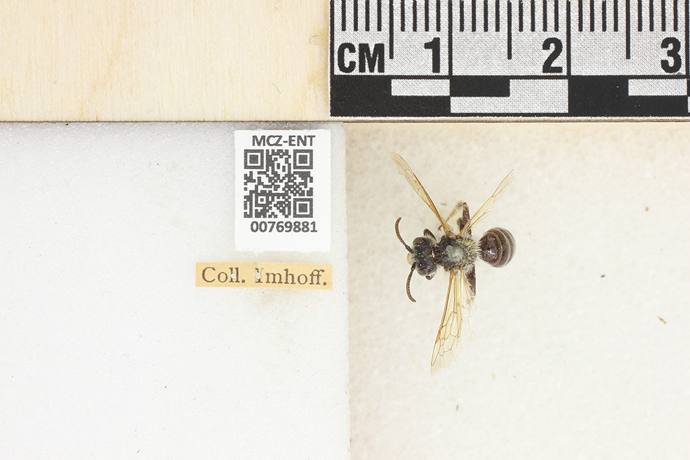 Andrena hattorfiana image