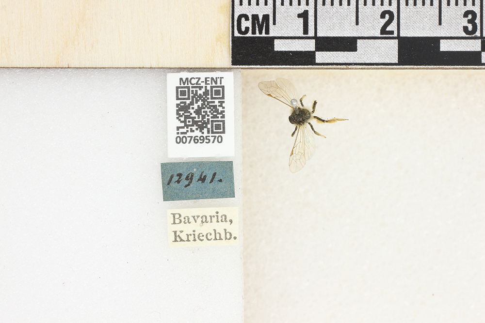 Andrena floricola image