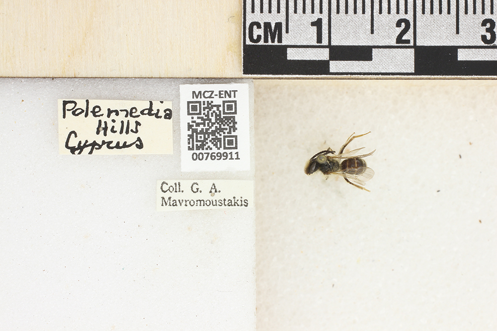 Andrena hesperia image