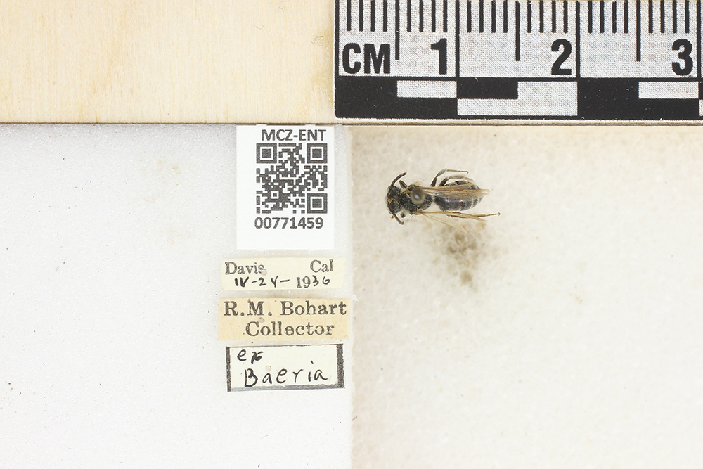 Andrena pensilis image