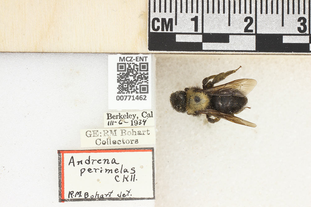 Andrena perimelas image