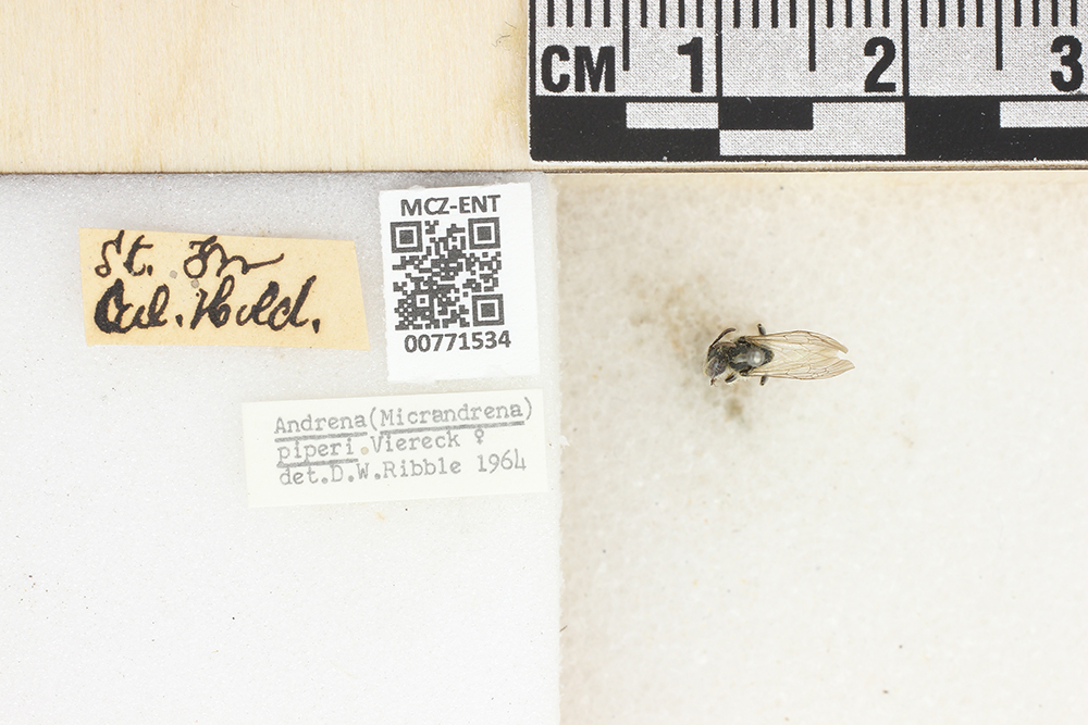 Andrena piperi image