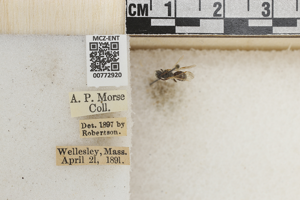 Andrena salictaria image