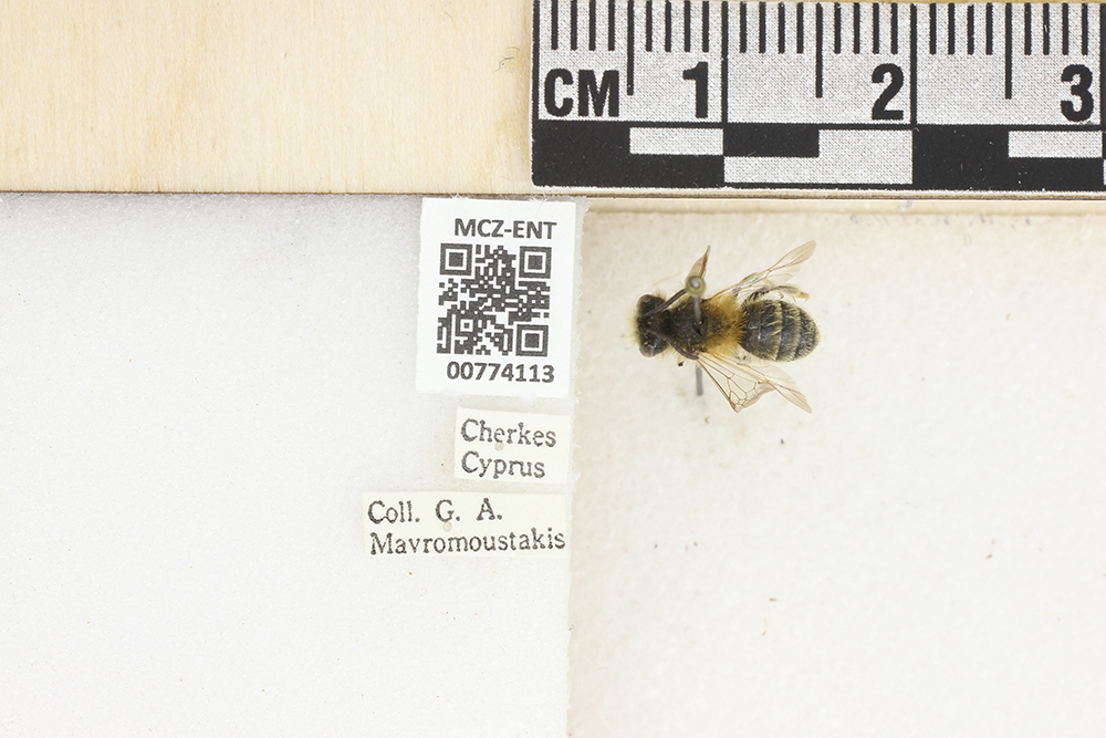 Andrena truncatilabris image