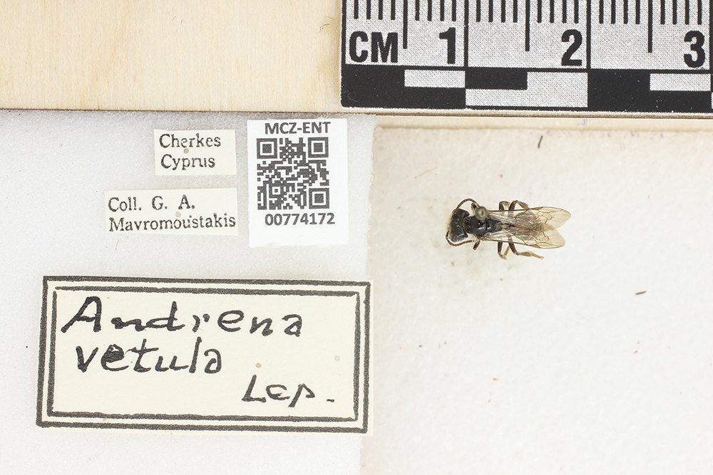 Andrena vetula image