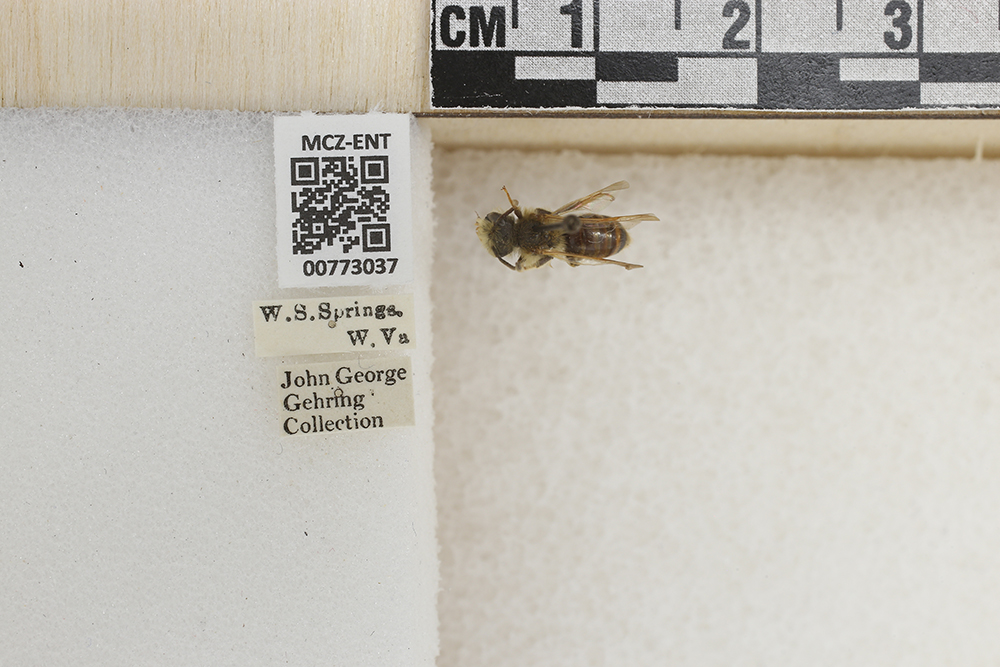 Andrena subaustralis image