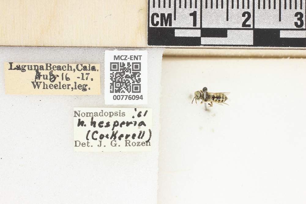 Calliopsis hesperia image
