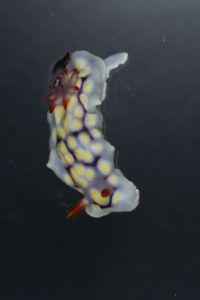 Goniobranchus conchyliatus image