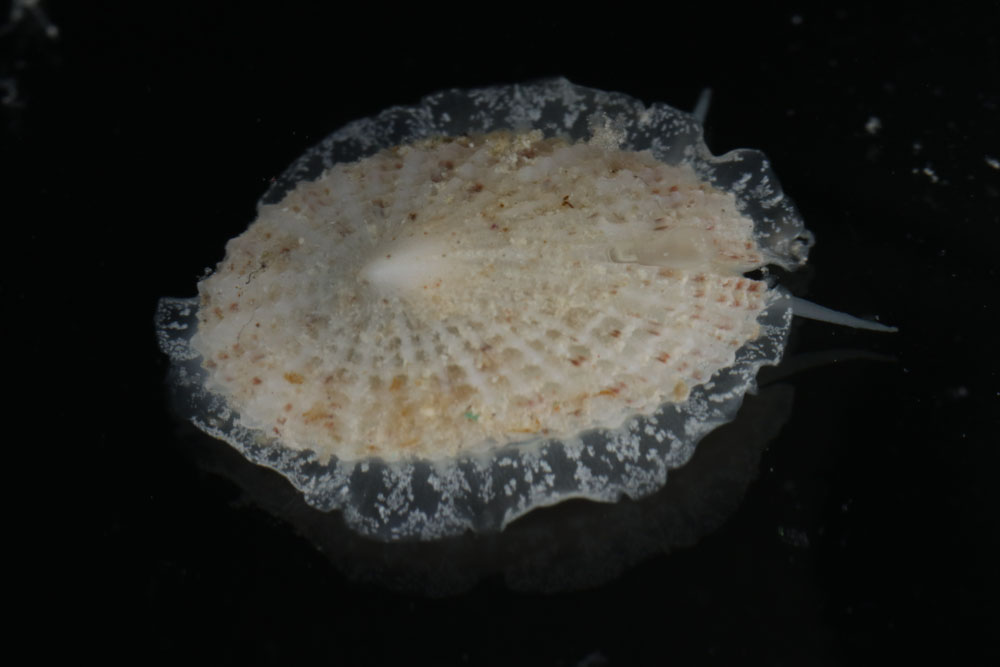 Emarginella nigromaculata image