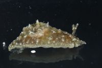 Stylocheilus striatus image