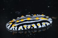 Phyllidia varicosa image