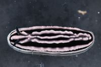 Phyllidiella striata image