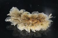 Polybranchia jensenae image
