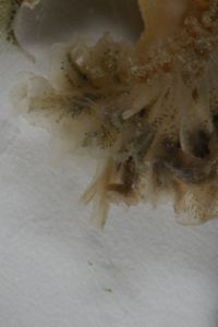 Polybranchia jensenae image