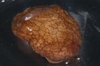 Coriocella nigra image