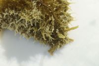 Dolabella auricularia image