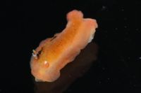 Dendrodoris nigra image