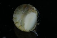Calliotrochus marmoreus image