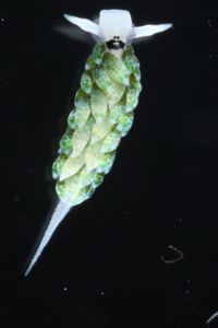 Costasiella fridae image