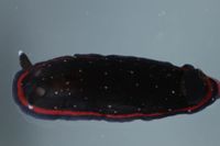 Dendrodoris nigra image