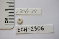 Echinocyamus platytatus image