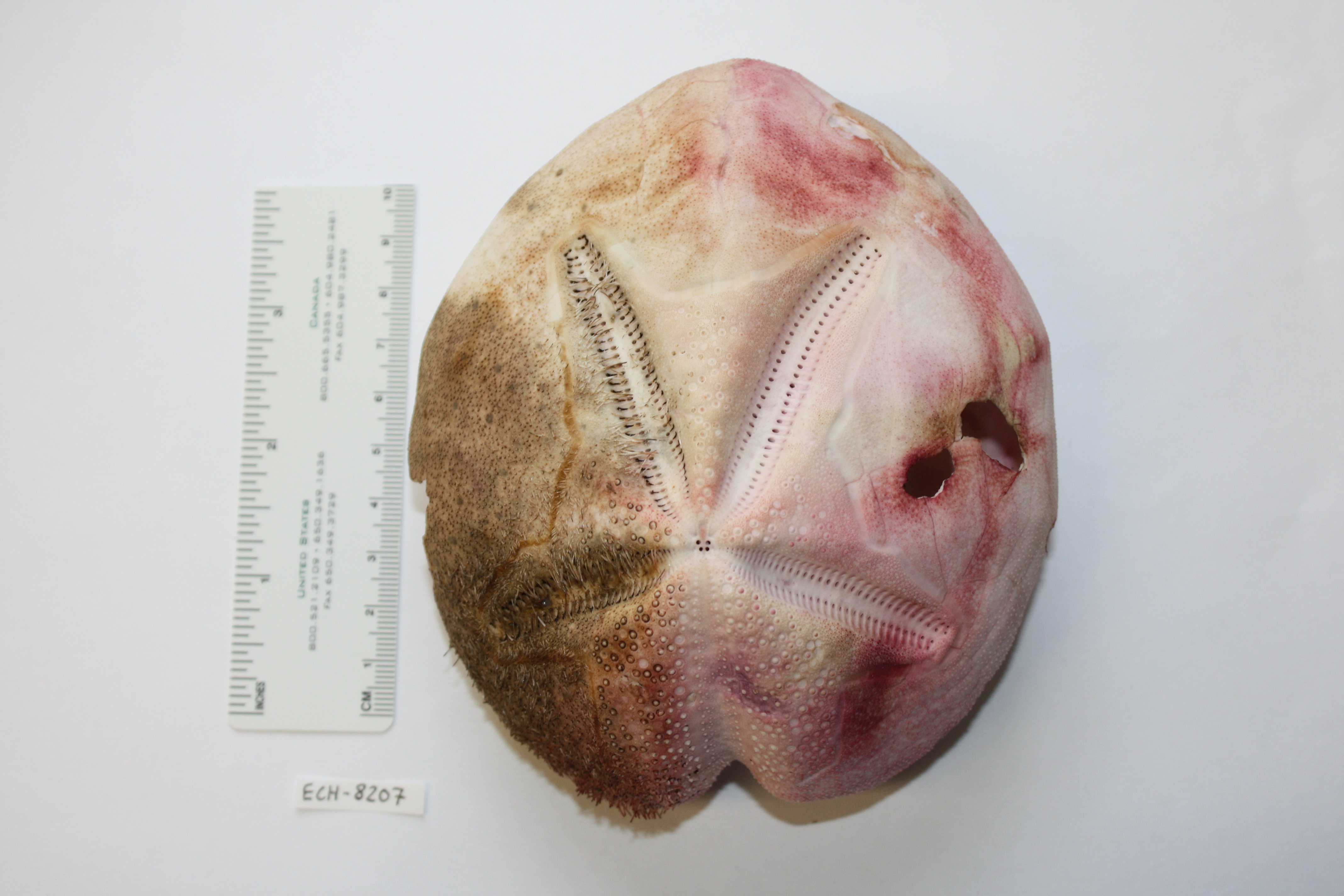 Meoma ventricosa frangibilis image