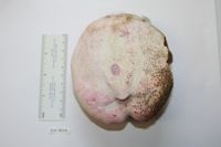 Meoma ventricosa frangibilis image