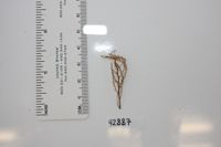 Plumarella pourtalesii image