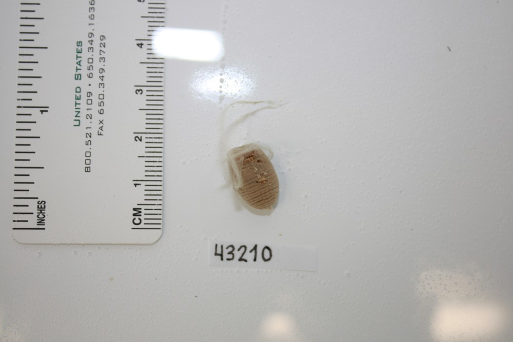 Peachia parasitica image