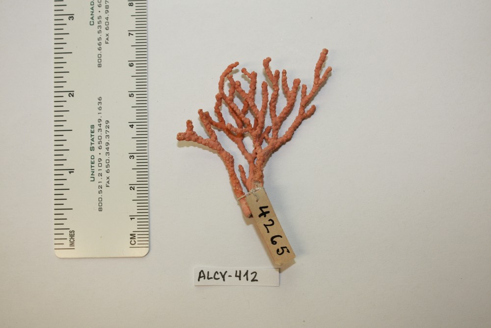 Melithaea japonica image