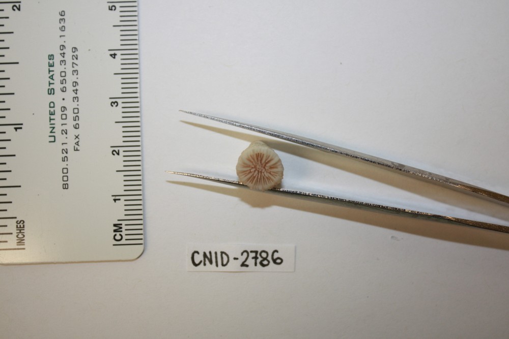 Caryophyllia antillarum image