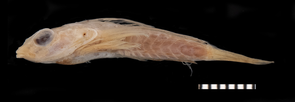 Spotted dragonet (Diplogrammus pauciradiatus) — Callionymidae — 2