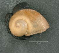 Lacuna pallidula image