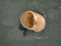 Lacuna pallidula image