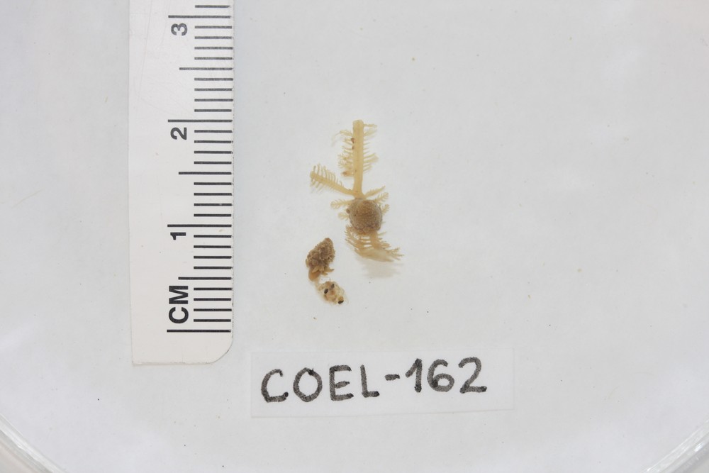 Acaulidae image