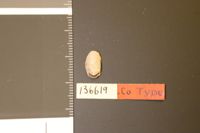 Ischnochiton striolatus image