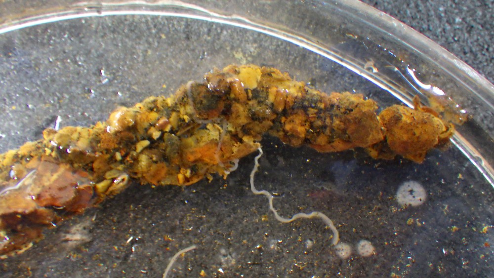 Polycirrus californicus image