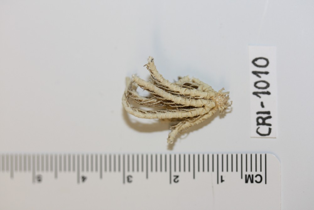 Caryometra alope image