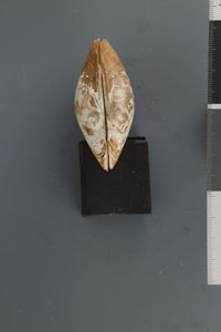 Lampsilis cariosa image
