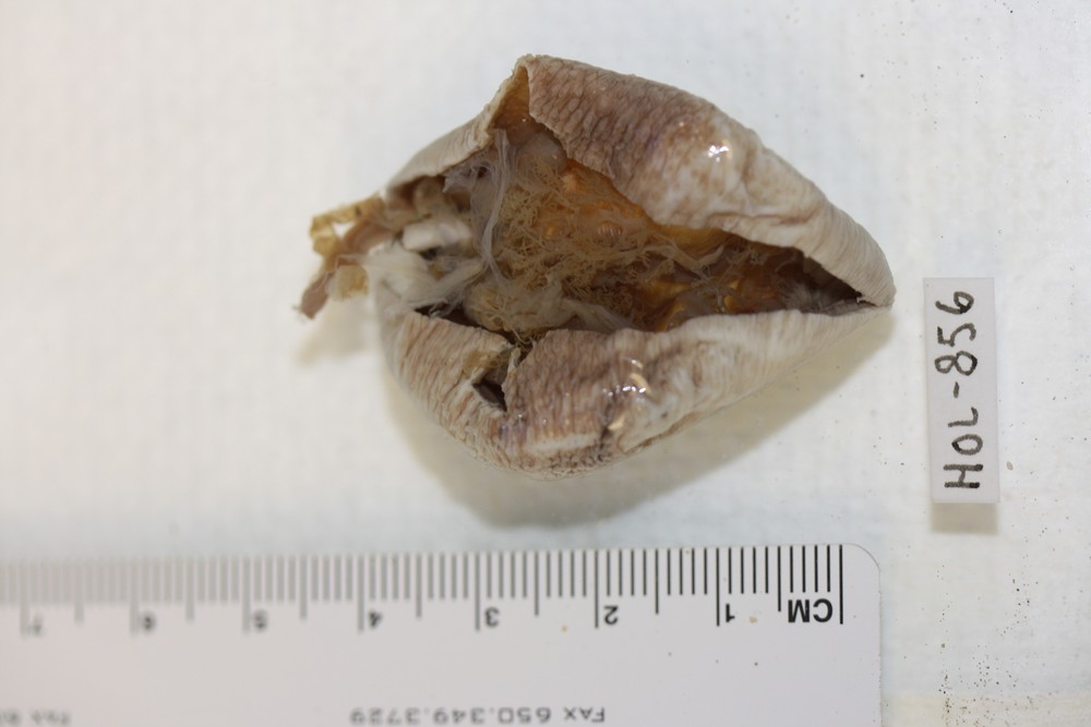 Thyonidium seguroensis image