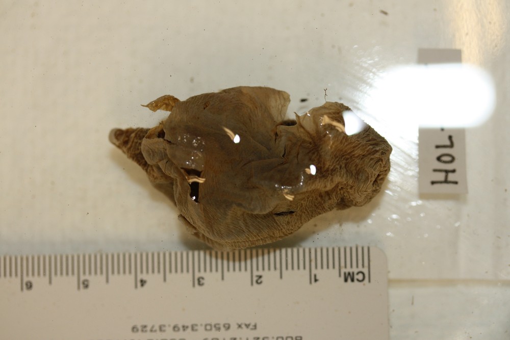 Molpadia granulata image